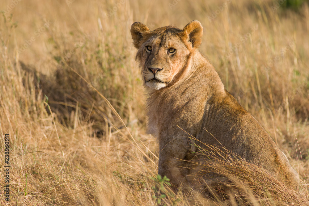 Sitting lion in dry grass (panthera leo), Maasai Mara, Kenya Sitting lion in dry grass (panthera leo), Maasai Mara, Kenya