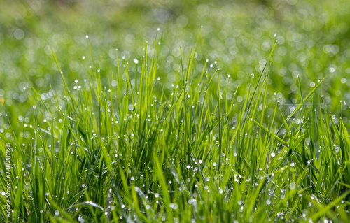 Sunny spring morning and orning dew on green grass . Bright natural bokeh. Small depth of field. Abstract nature background .