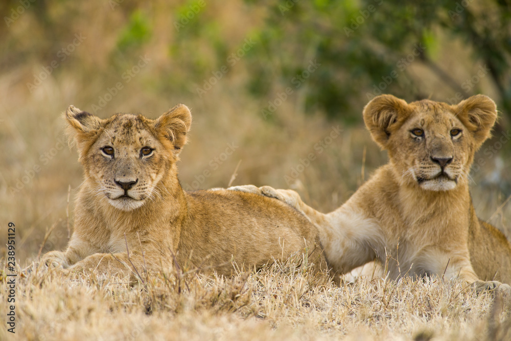 Lion cubs (Panthera leo) waiting for mother to return, Masai Mara, Kenya Lion cubs (Panthera leo) waiting for mother to return, Masai Mara, Kenya
