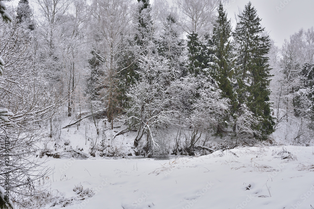 Fototapeta premium trees in snow