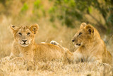 Lion Cubs Resting, Maasai Mara