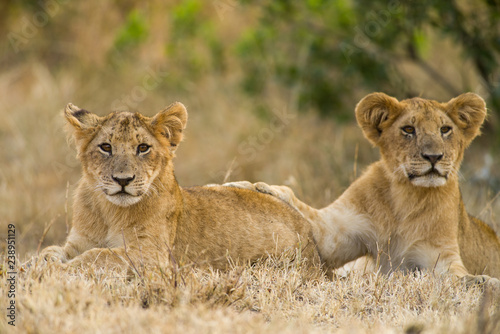 Lion cubs (Panthera leo) waiting for mother to return, Masai Mara, Kenya