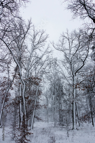 Concept winter beauty. Hardwood. With bare trees covered with snow. © maykal
