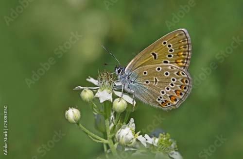 çok gözlü amanda kelebeği ; Polyommatus amandus butterfly © mylasa