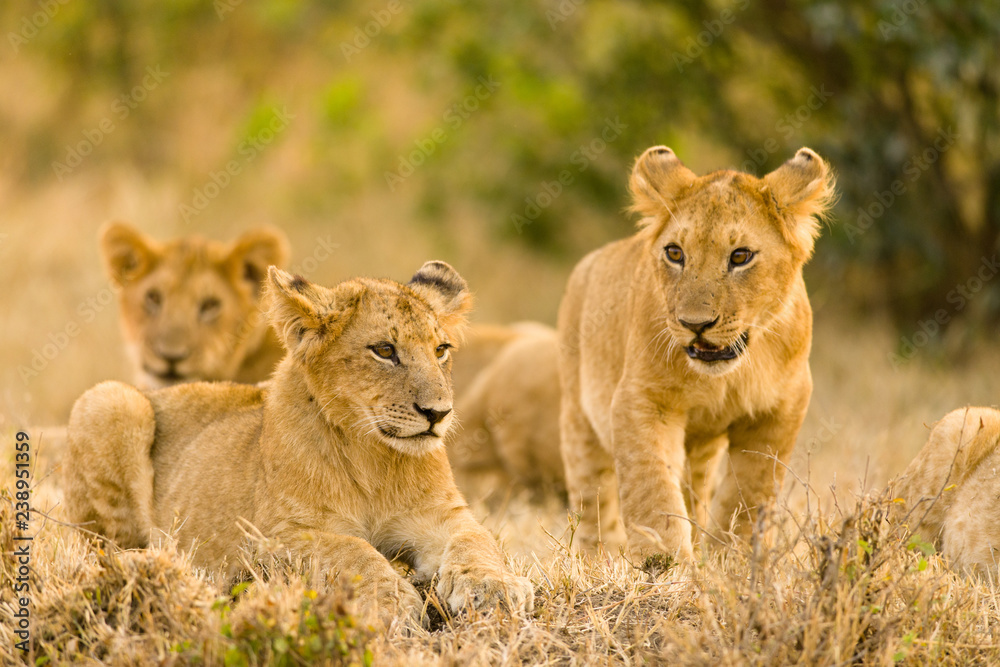 Fototapeta premium Lion Cubs Waiting For Mother, Maasai Mara