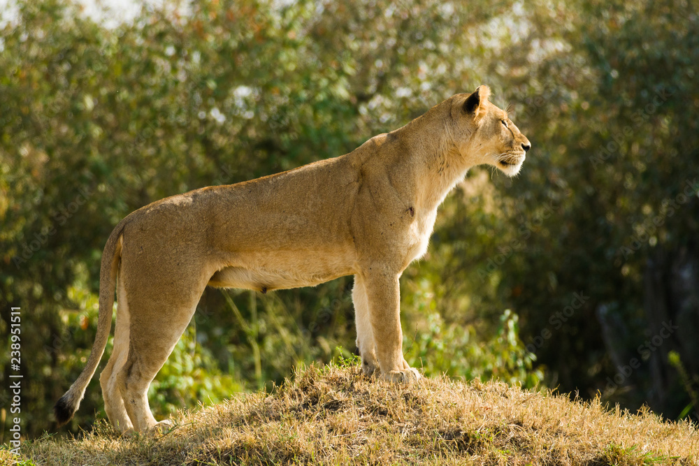 Lion (panthera leo) standing and looking on grass mound, Maasai Mara, Kenya Lion (panthera leo) standing and looking on grass mound, Maasai Mara, Kenya