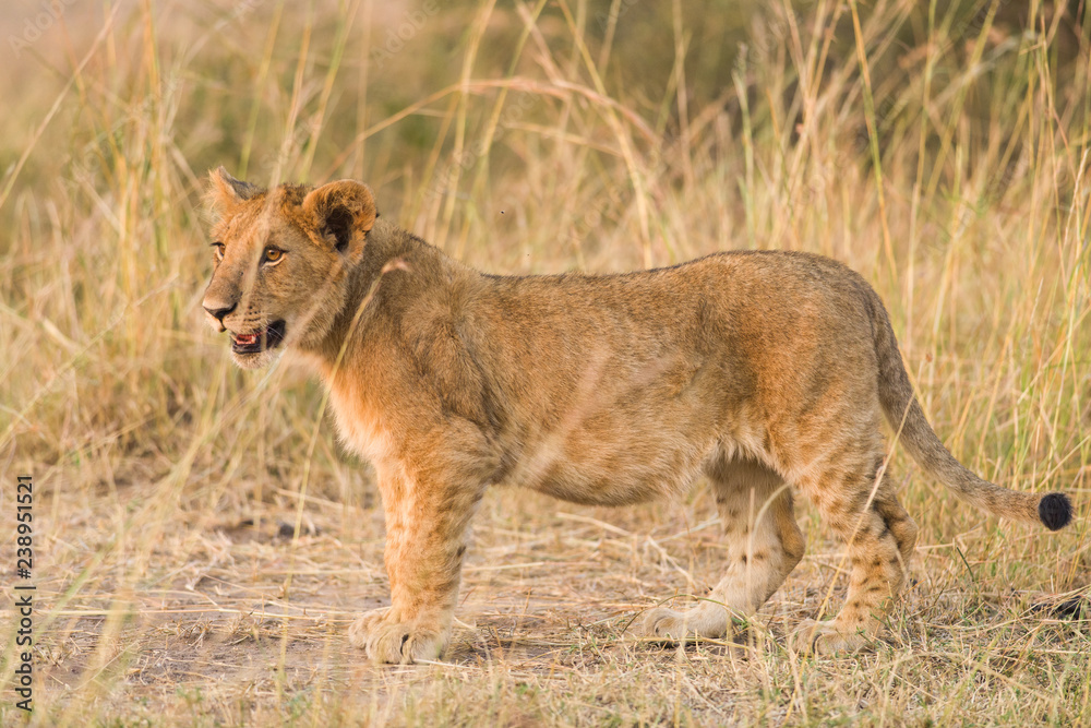 Obraz premium Lion cub (Panthera leo) walking on dusty path, Masai Mara, Kenya