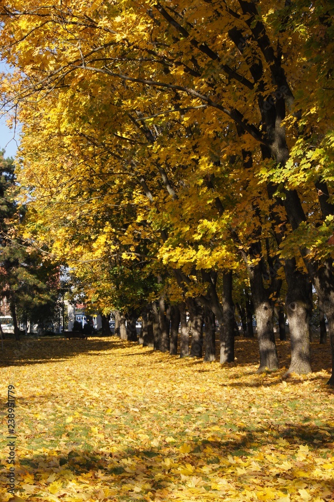 Naklejka premium autumn in the park