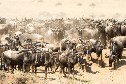 Wildebeest Migration Waiting To Cross River © James
