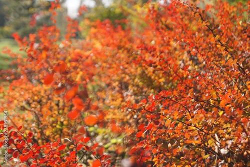 autumn leaves © Анастасия Кашенко