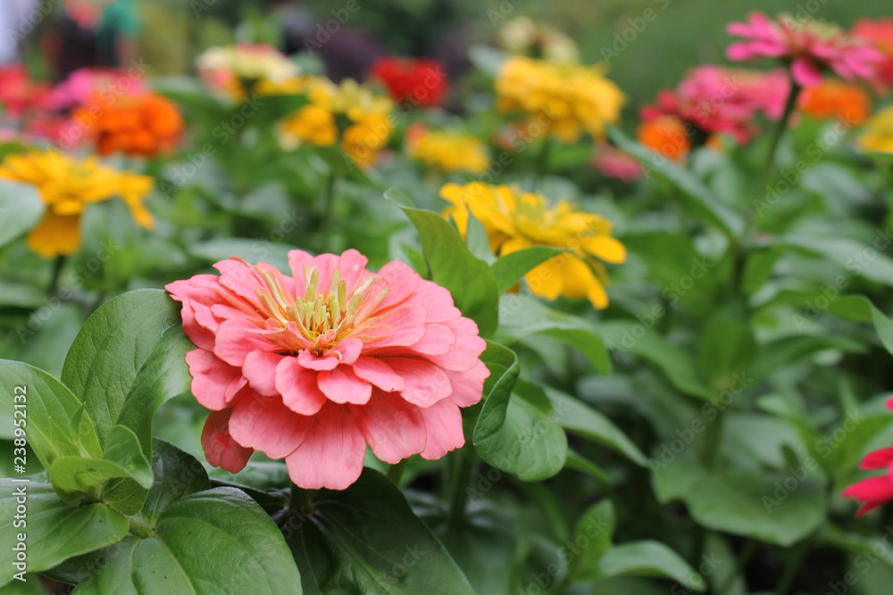 pink dahlia