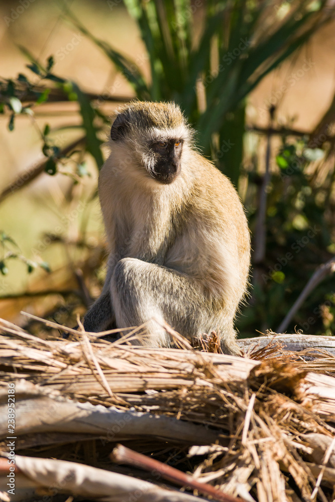 Fototapeta premium Vervet monkey (Chlorocebus pygerythrus) sitting on dead tree, Samburu National Reserve, Kenya, East Africa