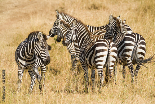 Herd of Plains zebra (Equus quagga) in open grass, Masai Mara, Kenya