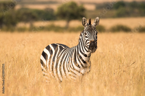 Plains Zebra  Equus quagga  In Tall Grass  Maasai Mara  Kenya
