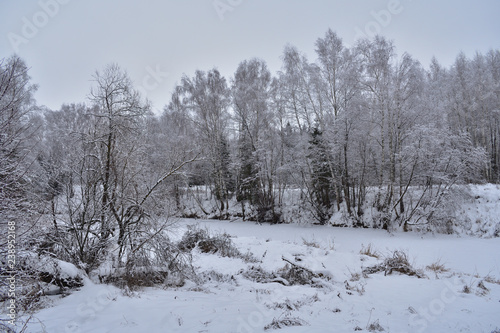 trees in winter © Alla Dmitriuk