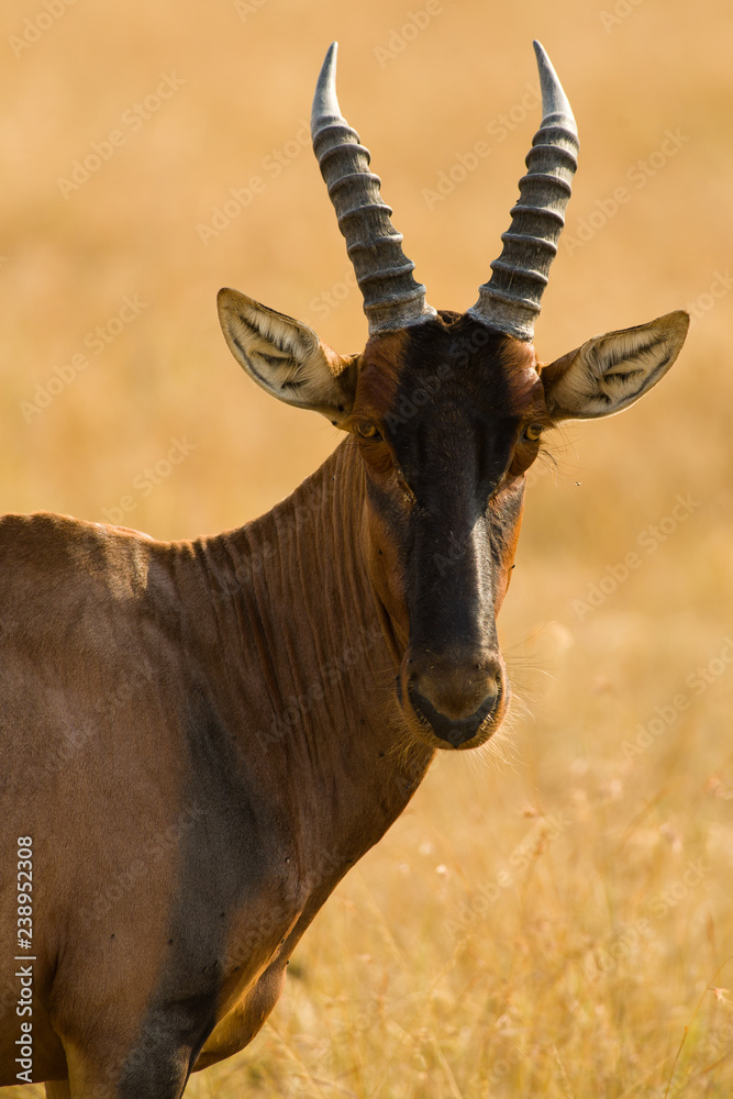 Topi (Damaliscus lunatus jimela), Maasai Mara, Kenya Topi (Damaliscus lunatus jimela), Maasai Mara, Kenya