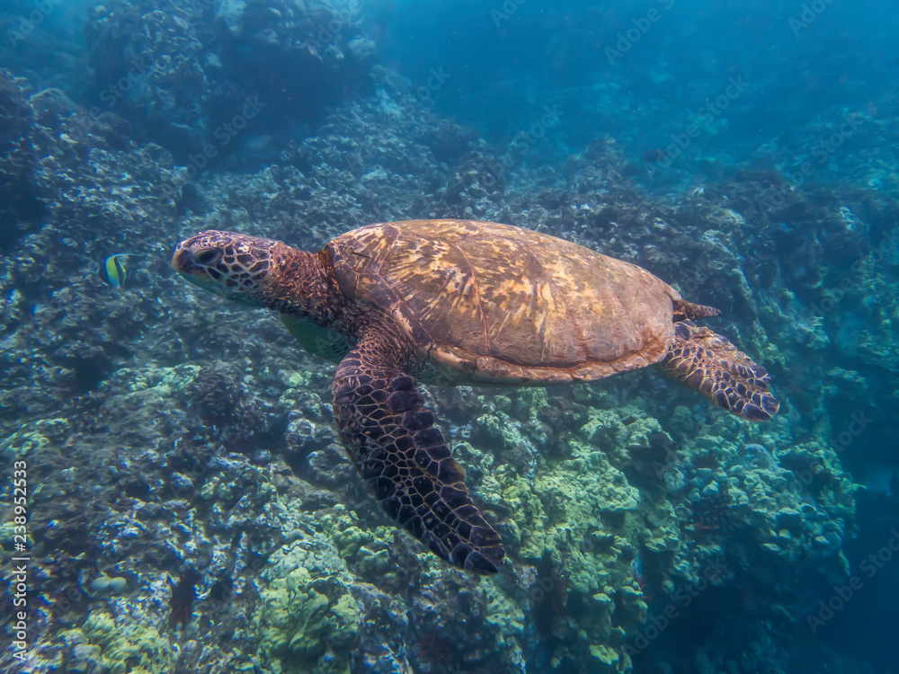 Fototapeta premium Green Sea Turtle Side Angle Underwater Close Up