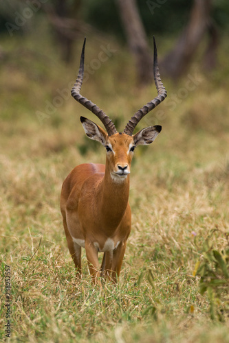 Male Impala  Aepyceros melampus  standing in grass  Nairobi National Park  Kenya
