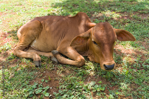 A juvenile calf Boran cow resting in the shade on grass, Western Kenya, East Africa