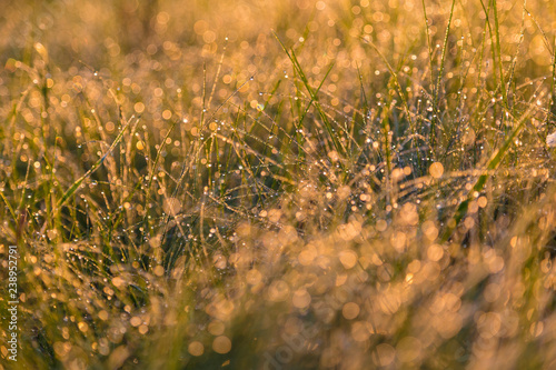 dew on the grass close-up
