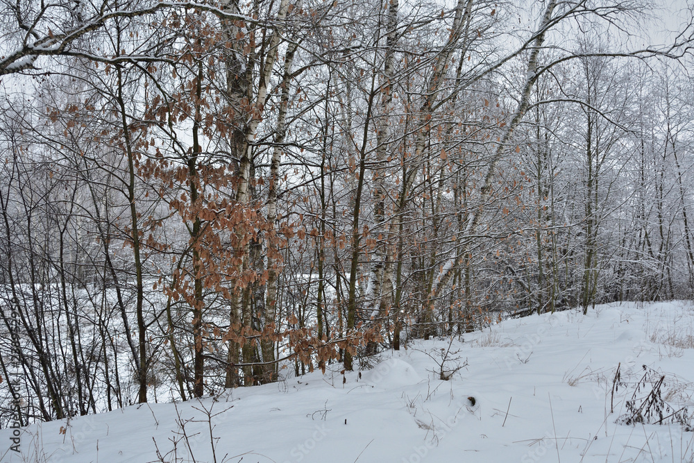 winter landscape with trees and snow winter landscape with trees and snow