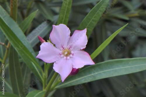 pink flower of Honduras