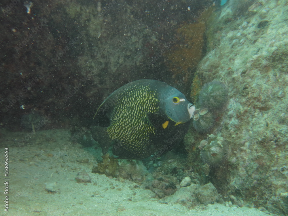 Fototapeta premium pez ángel