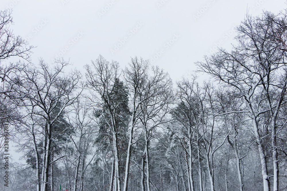 Snowy coniferous forest. Concept of winter beauty and freshness Snowy coniferous forest. Concept of winter beauty and freshness