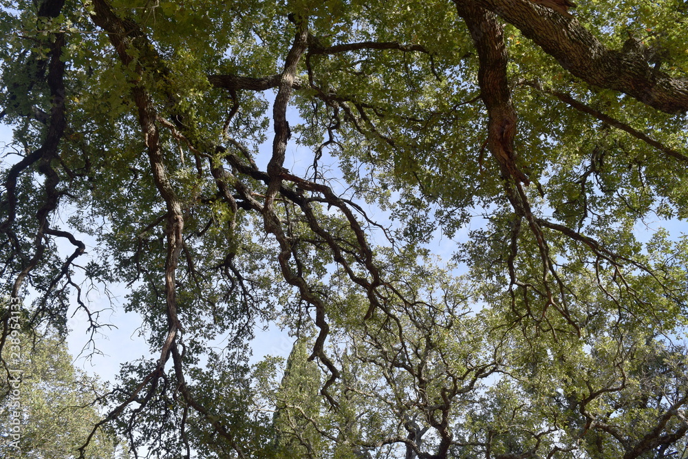 Fototapeta premium when the trees were big