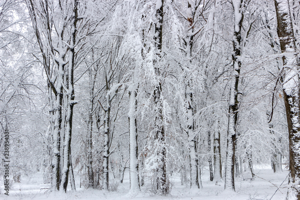 Snowy coniferous forest. Concept of winter beauty and freshness