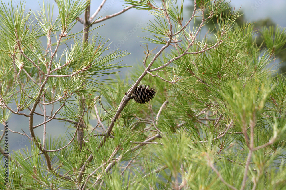 Pine-cone on a tree branch with blured green and gray background Pine-cone on a tree branch with blured green and gray background