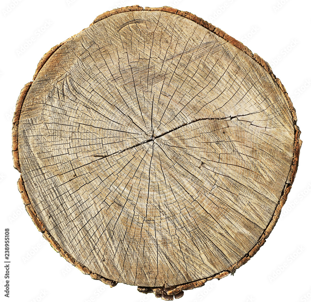 Fototapeta premium rough oak circle cut isolated on white background.