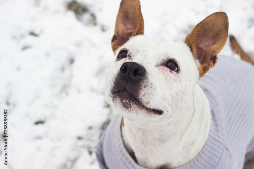 Dog winter joy portrait 