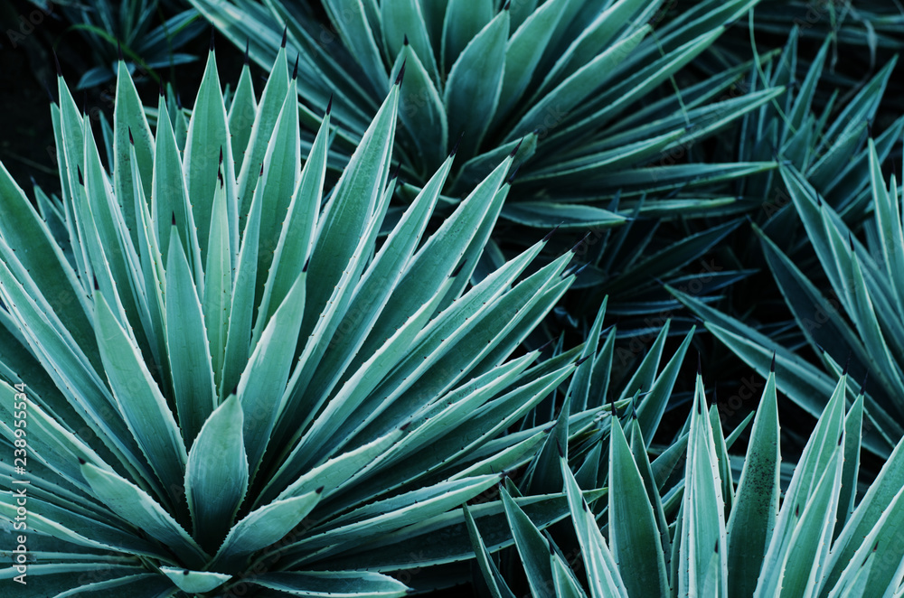Fototapeta Agave plants, palms and succulents in the tropical garden. Abstract pattern of plants