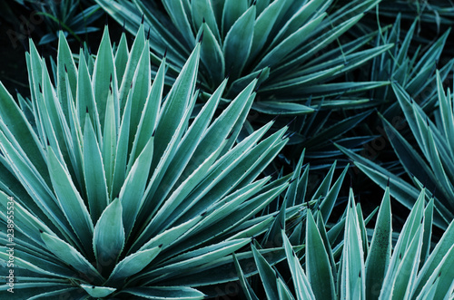 Agave plants, palms and succulents in the tropical garden. Abstract pattern of plants