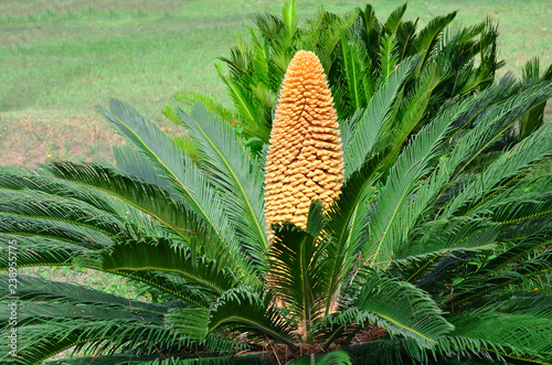Rare Occurrance of Male Sago Palm Blooming