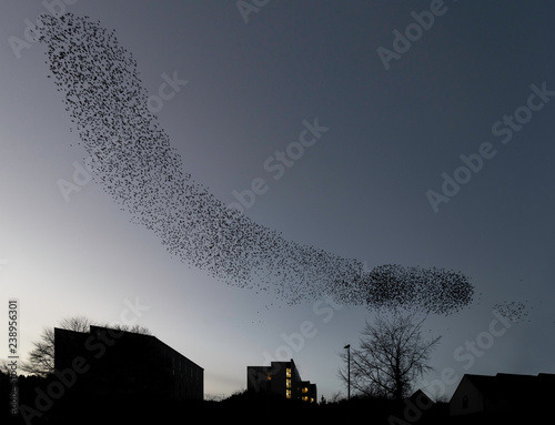 Starling murmuration over Galashiels photo