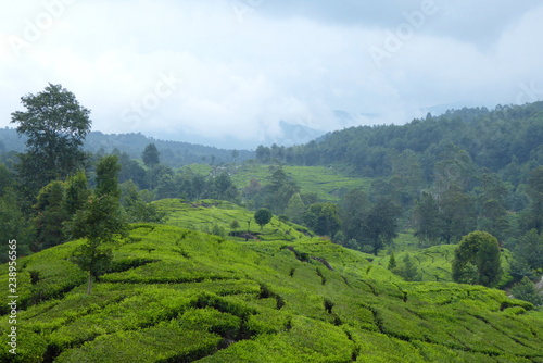 Tea plantations near Bandung, Indonesia