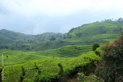 Tea plantations near Bandung  Indonesia