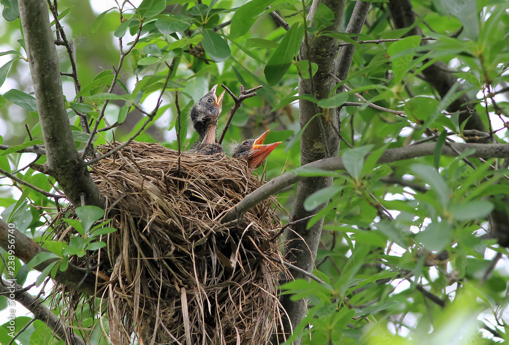 Baby Robins in Nest Begging for Food Baby Robins in Nest Begging for Food
