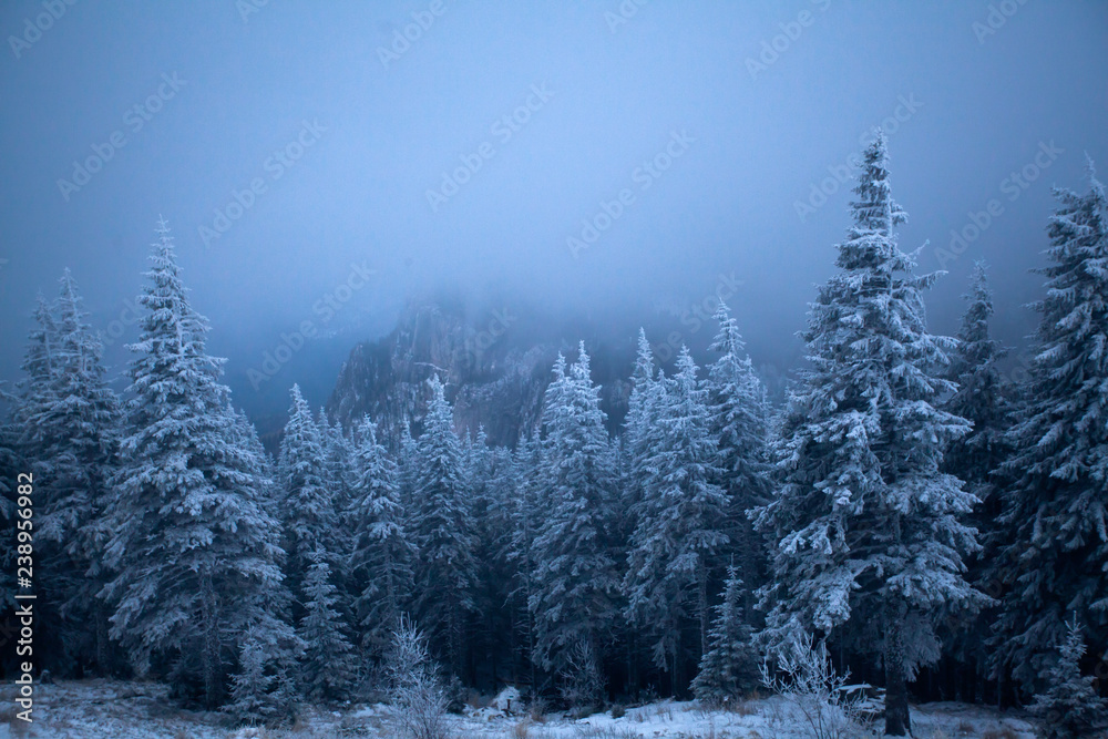 Snowy fir trees