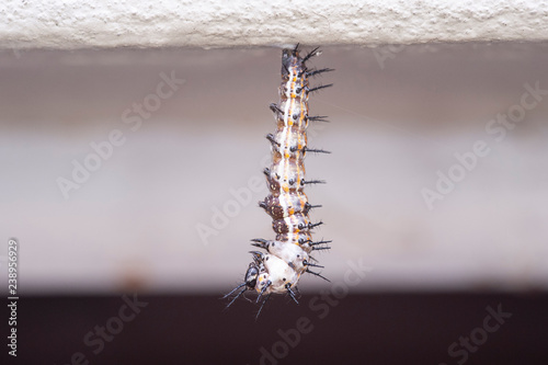 Gulf Fritillary (Agraulis vanillae) Caterpillar	 photo