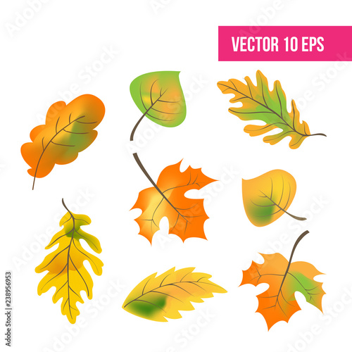 Autumn leaves set  isolated on white background. vector illustration. fall autumn leaves  icon pack