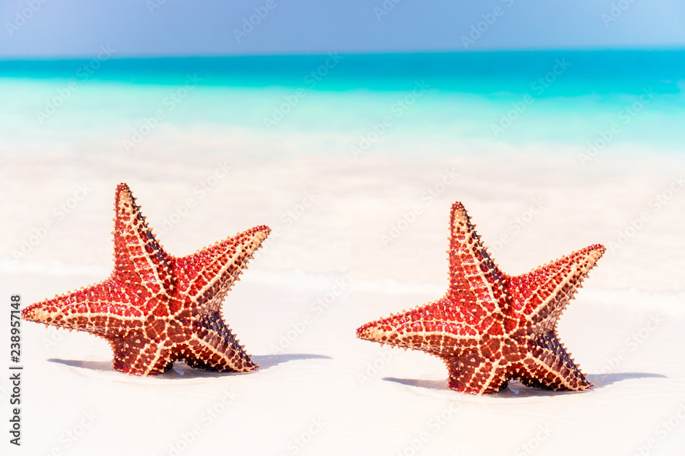 Tropical white sand with red starfish in clear water Tropical white sand with red starfish in clear water
