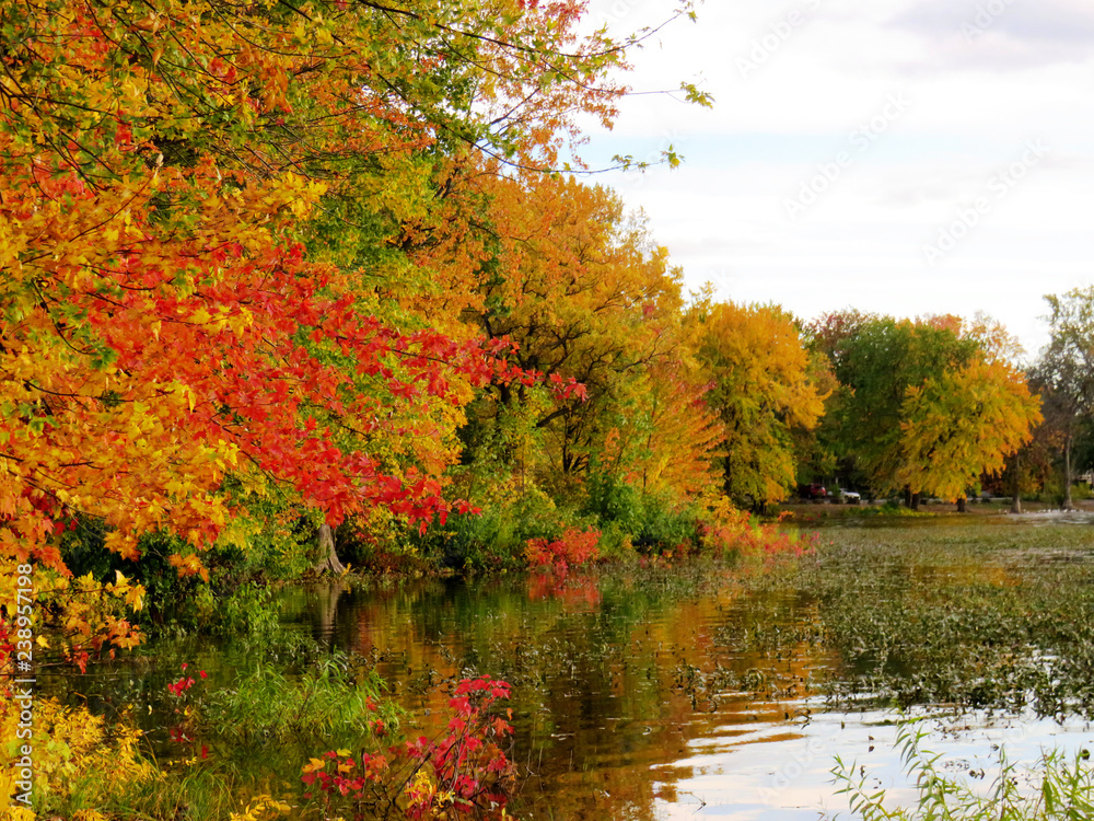 Beautiful autumn leaves by the lake in Fall