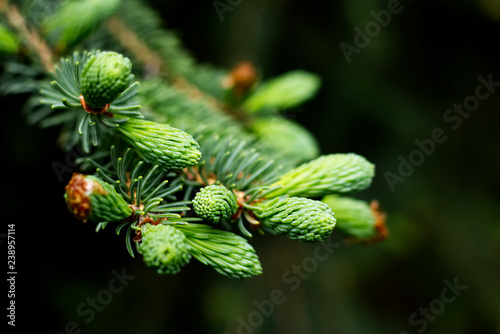 Close-up of pine tree buds in spring