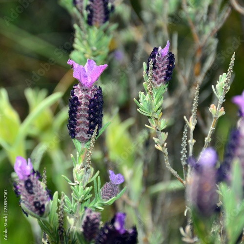 Fototapeta Naklejka Na Ścianę i Meble -  Lavandula stoechas, cantueso o  tomillo borriquero