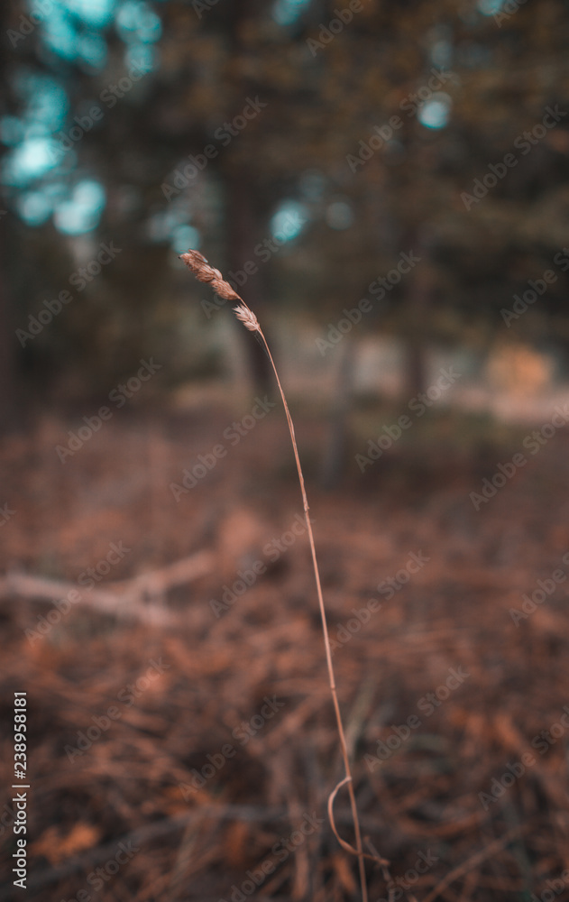 Naklejka premium Campo