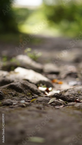 roots in forest