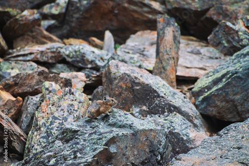 Pika rodent on stones in highlands. Small curious animal on colorful rocky hill. Little fluffy cute mammal on picturesque boulders in mountains. Small mouse with big ears. Little nimble pika.